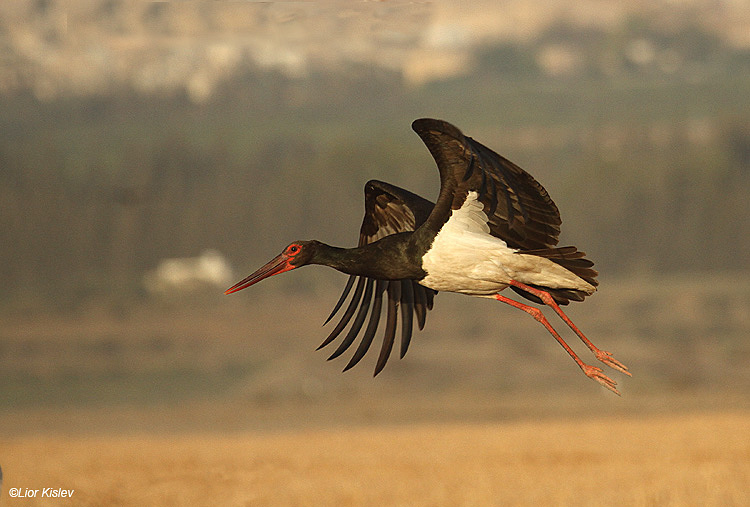  Black Stork Ciconia nigra   Beit Shean valley,Israel 12-10-10 Lior Kislev